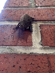 Perimyotis subflavus