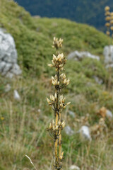 Gentiana lutea