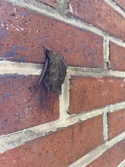 Perimyotis subflavus