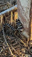 Lampropeltis californiae