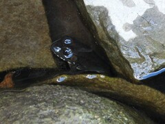 Lithobates clamitans