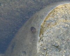 Laccophilus maculosus