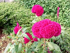 Celosia argentea