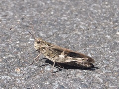 Oedaleus infernalis