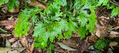 Selaginellaceae