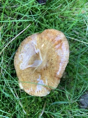 Paxillus