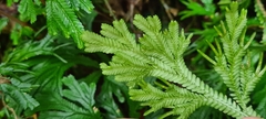 Selaginellaceae