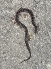 Leptodeira rhombifera