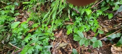 Selaginellaceae