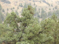 Juniperus occidentalis
