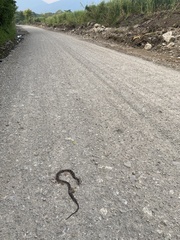 Leptodeira rhombifera