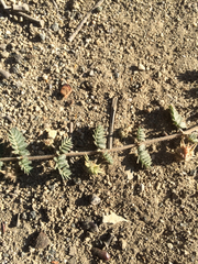 Tribulus terrestris