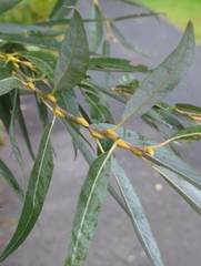 Salix