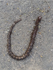 Leptodeira rhombifera