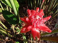 Etlingera elatior