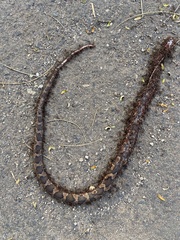 Leptodeira rhombifera