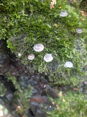Mycena corticola