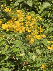 Senna pallida
