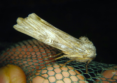 Lithomoia germana