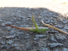 Conocephalus exemptus