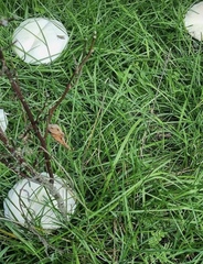 Leucoagaricus leucothites