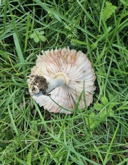 Leucoagaricus leucothites