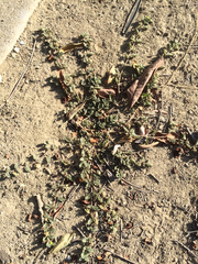 Tribulus terrestris
