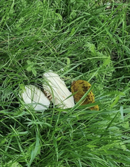 Leucoagaricus leucothites