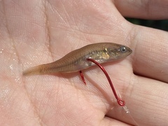 Hypseleotris