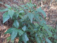 Sarcandra glabra