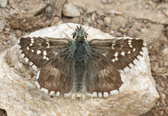 Pyrgus serratulae