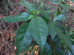 Sarcandra glabra