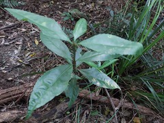 Sarcandra glabra