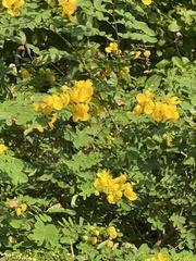 Senna pallida