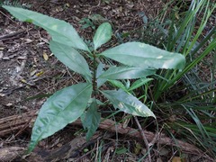 Sarcandra glabra