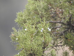 Juniperus occidentalis