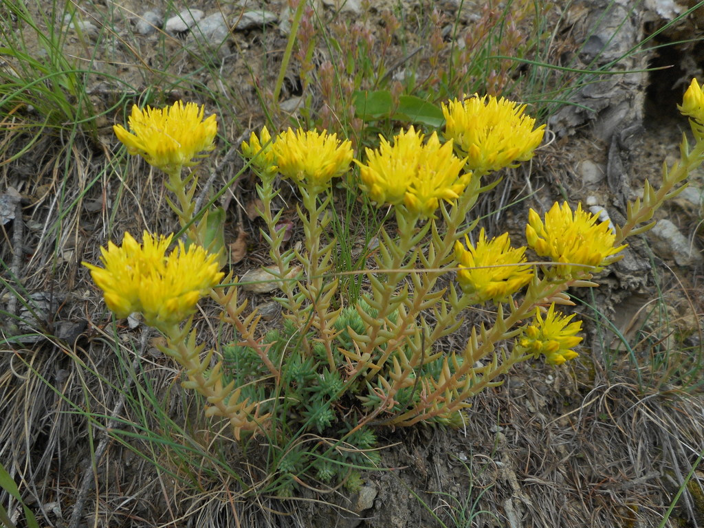 mountain stonecrop