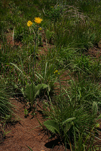 Berkheya image