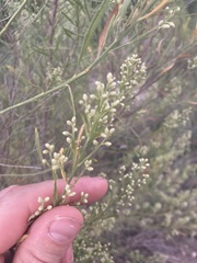 Baccharis neglecta