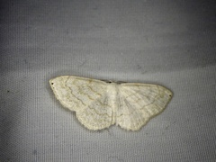 Scopula apicipunctata