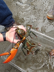Homarus americanus