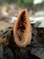 Pseudocolus fusiformis