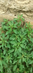 Parietaria judaica