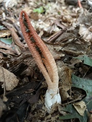 Pseudocolus fusiformis