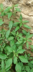Parietaria judaica