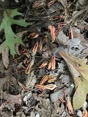 Pseudocolus fusiformis