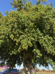 Ehretia anacua