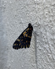 Catasticta teutila