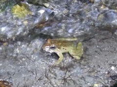 Limnonectes blythii