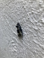 Catasticta teutila